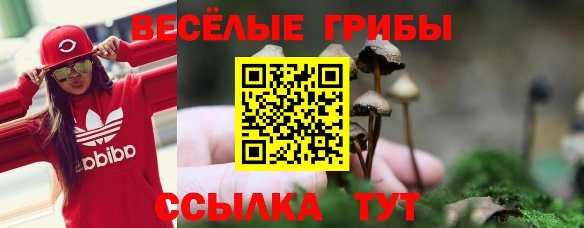 Галлюциногенные грибы Psilocybe Ржев